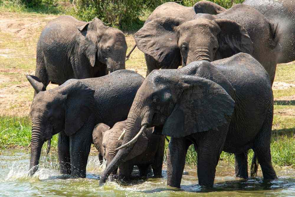 https://yourwaytours.nl/wp-content/uploads/2018/09/Queen-Elizabeth-Elephant.jpg