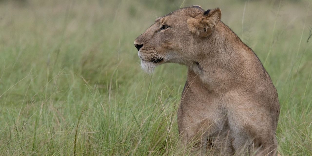 https://yourwaytours.nl/wp-content/uploads/2018/09/queen-elizabeth-safari-uganda-1280x640.jpg