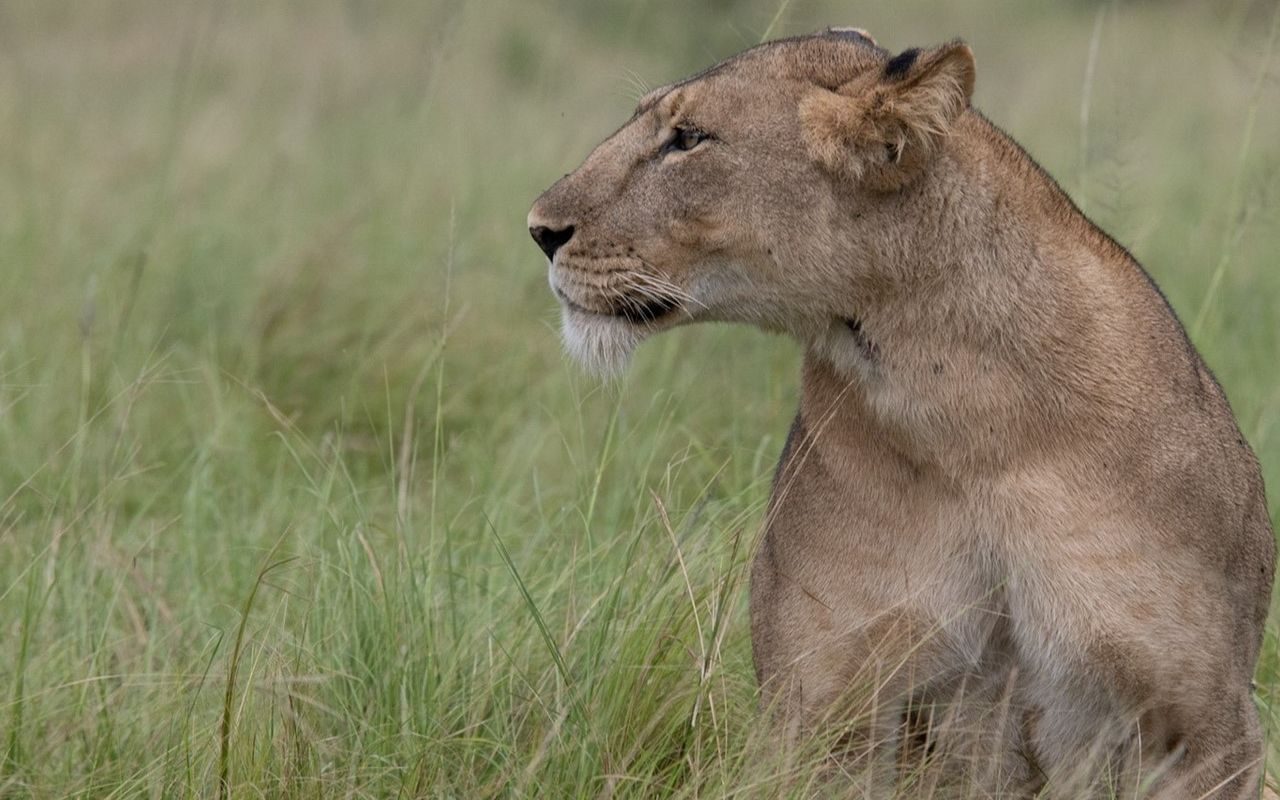 3 Days Queen Elizabeth