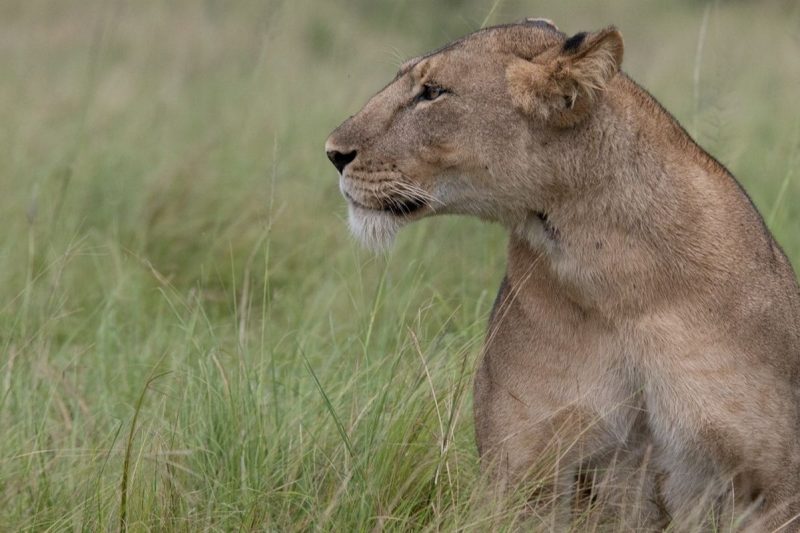 3 Days Queen Elizabeth