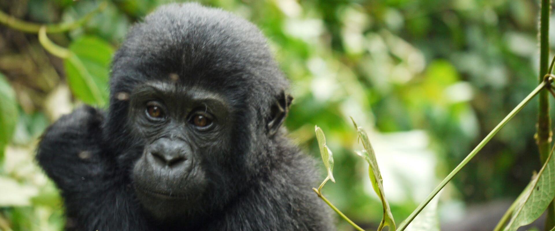 https://yourwaytours.nl/wp-content/uploads/2019/08/Bwindi-Impenetrable-Forest-Mountain-Gorilla-Cub.jpg