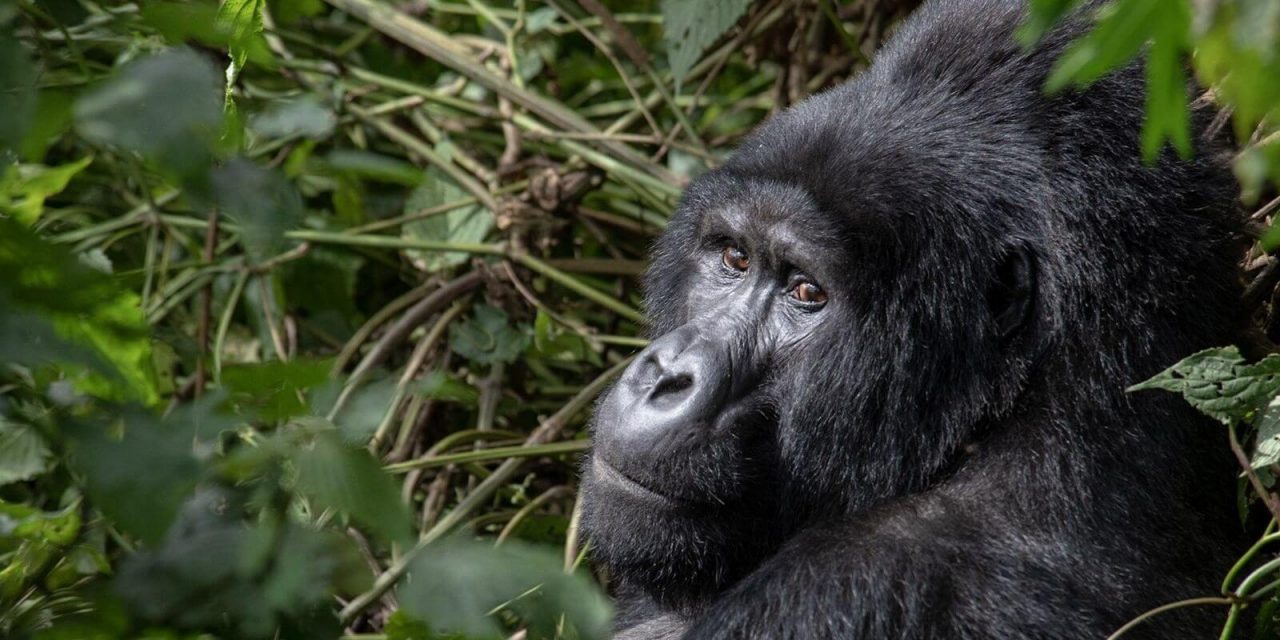 https://yourwaytours.nl/wp-content/uploads/2020/01/bwindi-gorilla-safari-uganda-1280x640.jpg