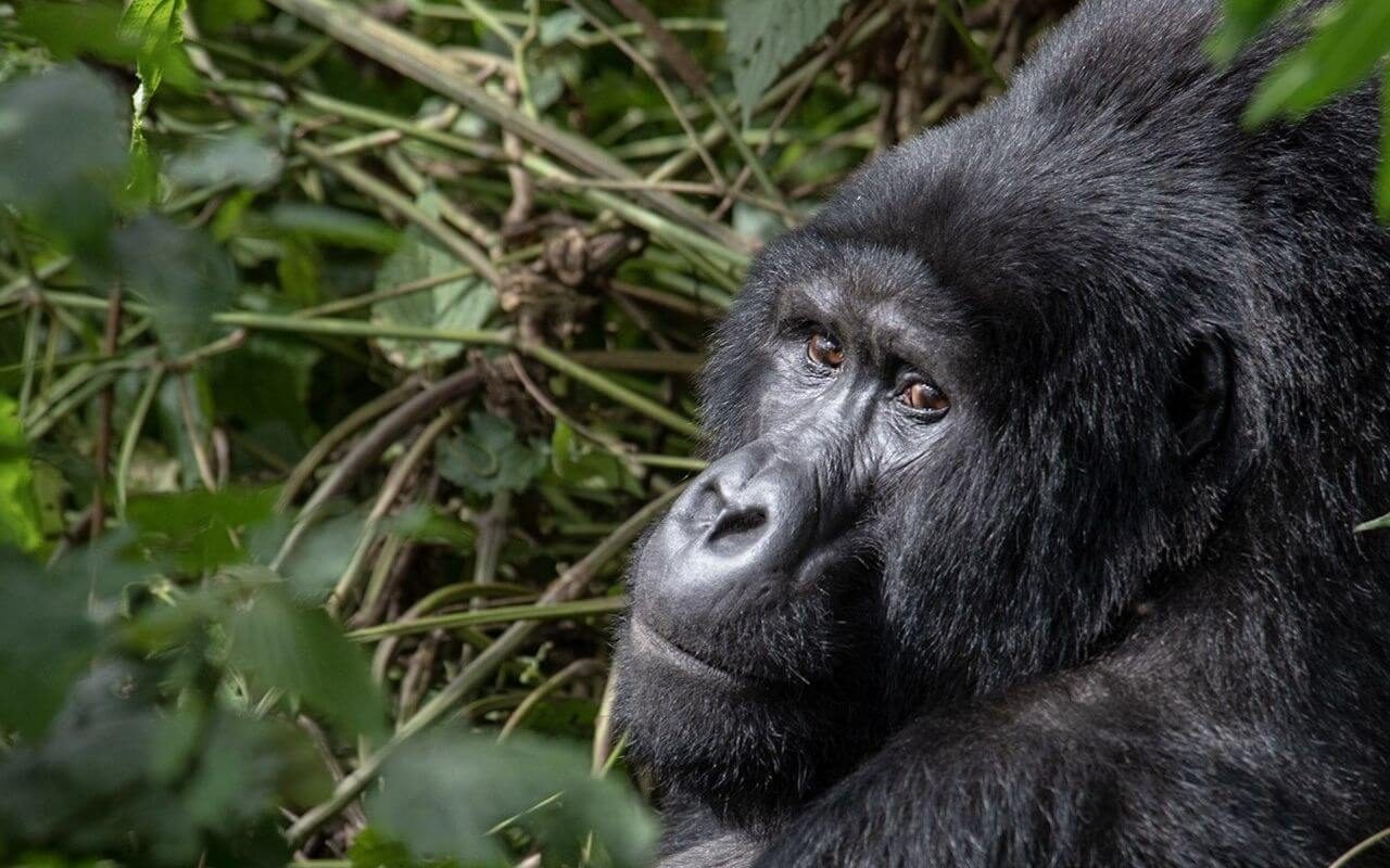 3 Days Bwindi Gorilla Tracking