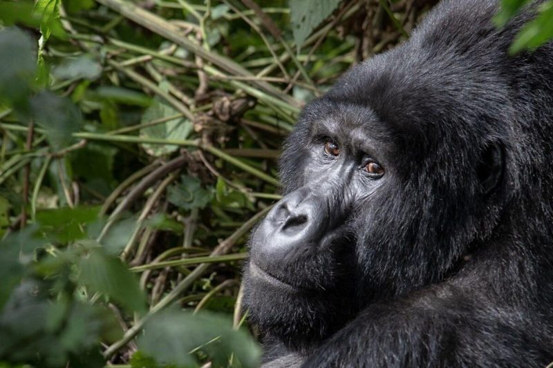 3 Days Bwindi Gorilla Tracking
