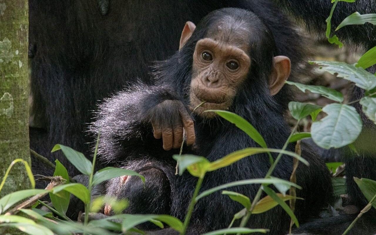 3 Days Kibale Chimpanzee Tracking