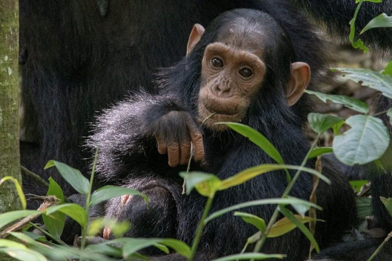 3 Days Kibale Chimpanzee Tracking