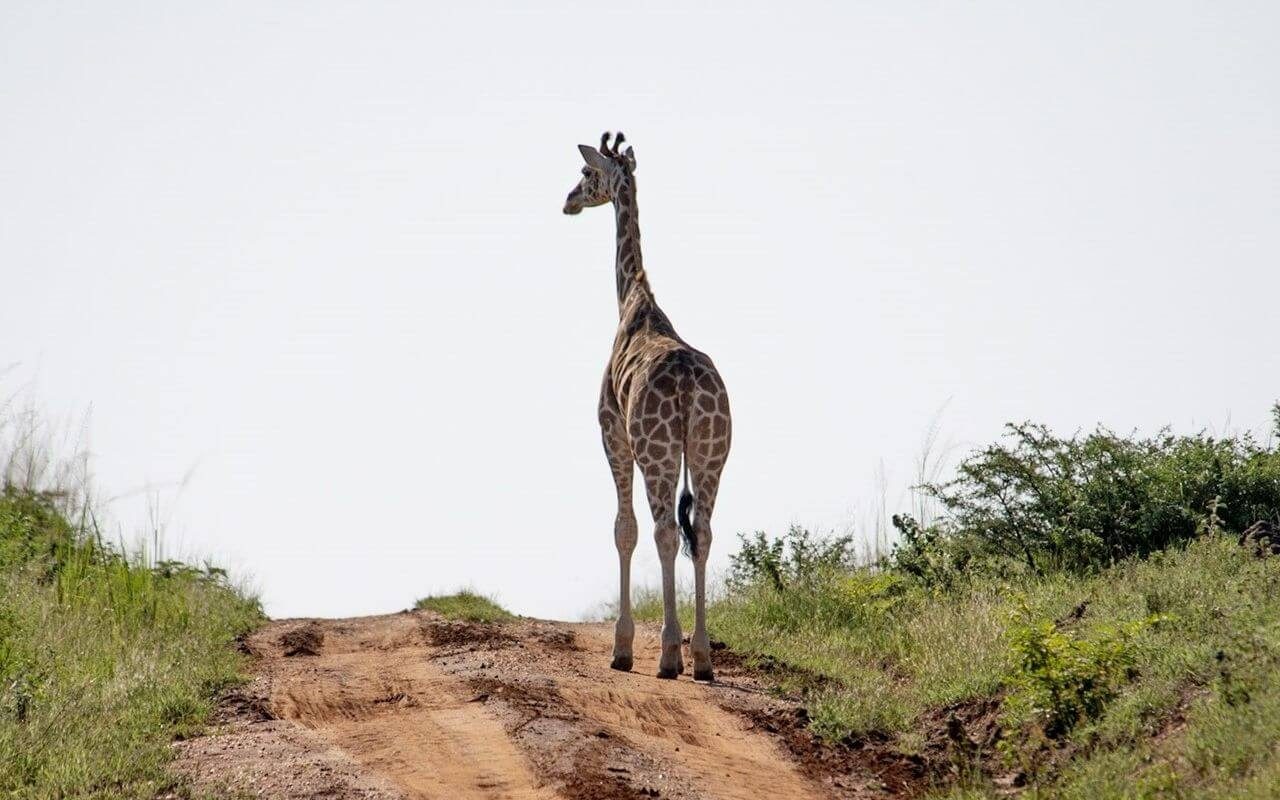 3 Days Murchison Falls