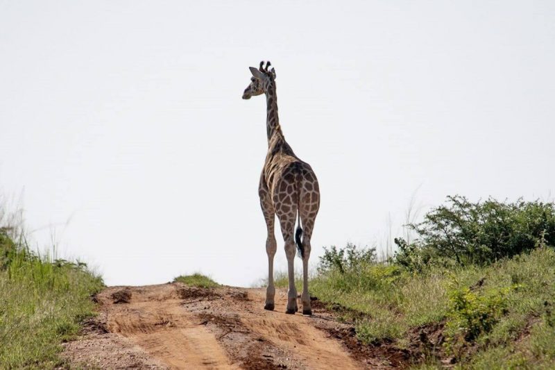 3 Days Murchison Falls