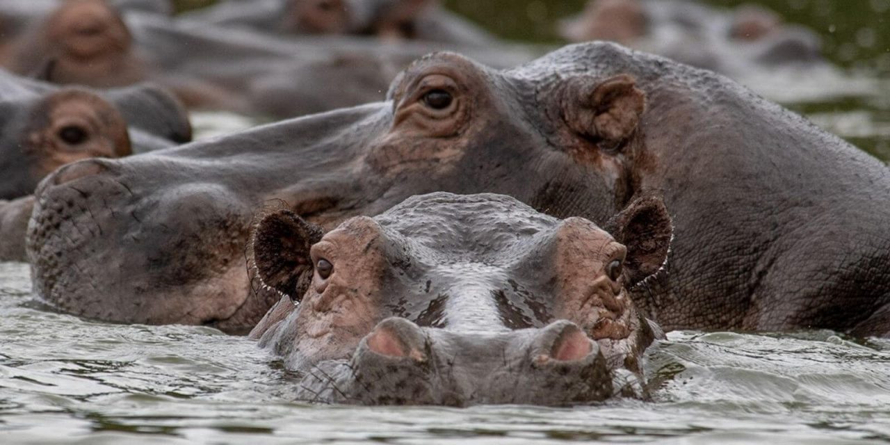 https://yourwaytours.nl/wp-content/uploads/2021/01/Lake-Mburo-Safari-Uganda-1280x640.jpg