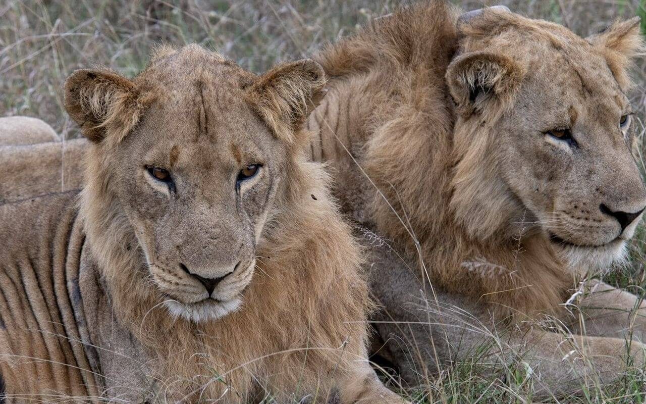 5 Days Lake Mburo, Queen Elizabeth National Park & Ishasha