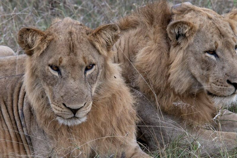 5 Days Lake Mburo, Queen Elizabeth National Park & Ishasha